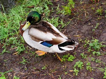 Duck3