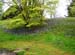 Bluebells3