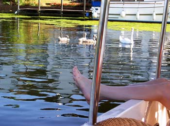 Swans