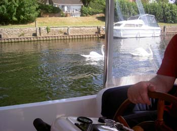 Swans