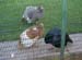 Turkeys